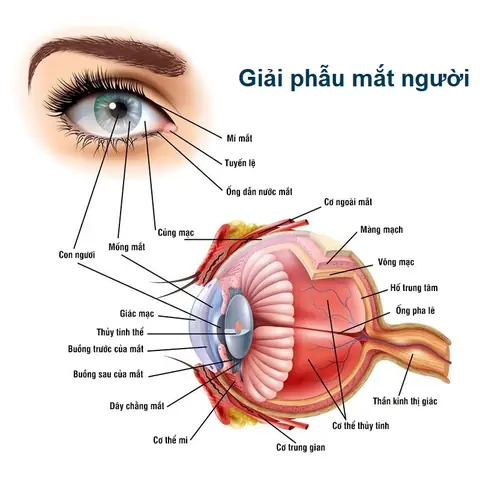 Bộ Phận Của Mắt Giống Như Thấu Kính Gì