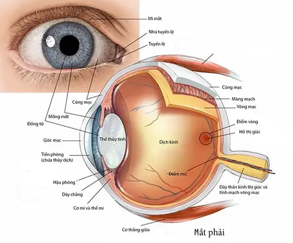 Bộ Phận Mắt Giống Thấu Kính Bộ Phận Mắt Giống Thấu Kính