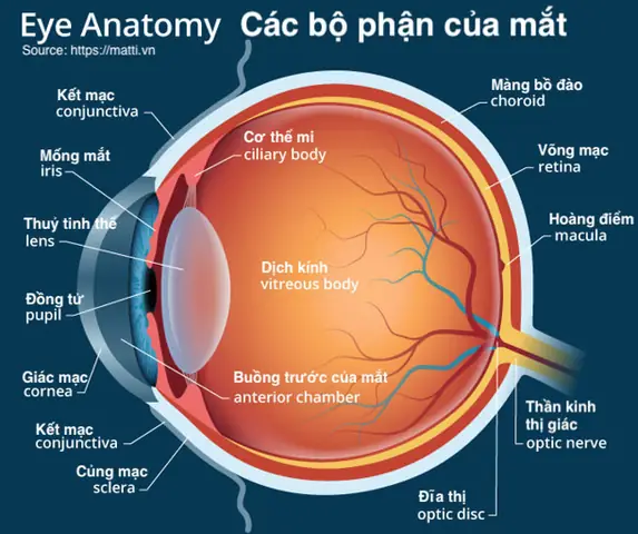Buồng Dịch Kính Của Mắt