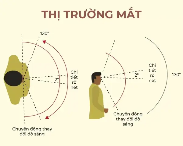 Các Loại Mắt Kính Nam Trên Thị Trường Các Loại Mắt Kính Nam Trên Thị Trường