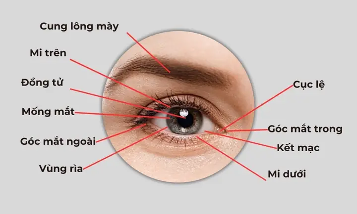 Cấu Tạo Mắt Kính Don Gian