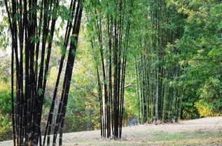 Dàn Ý Thuyết Minh Về Kính Đeo Mắt Vietjack