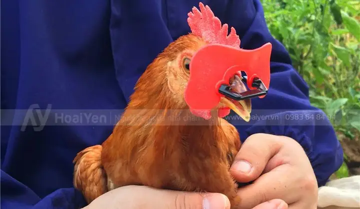 Đeo Mắt Kính Cho Gà