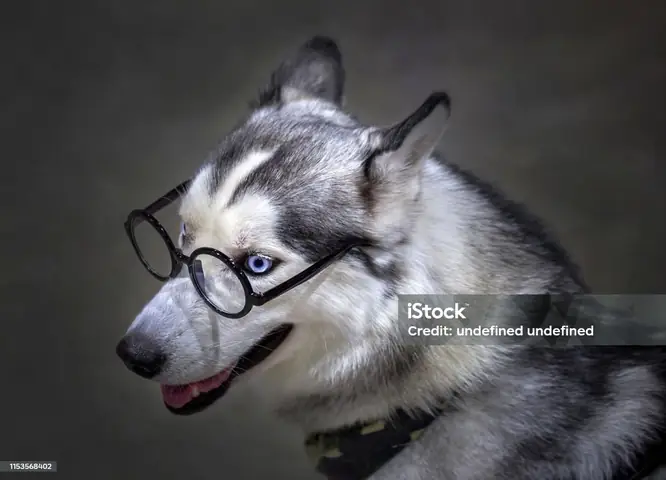 Husky Đeo Mắt Kính