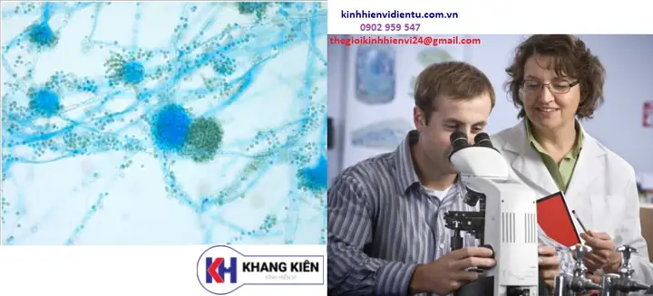 Kính Hiển Vi 2 Mắt Labomed Cxl Kính Hiển Vi 2 Mắt Labomed Cxl