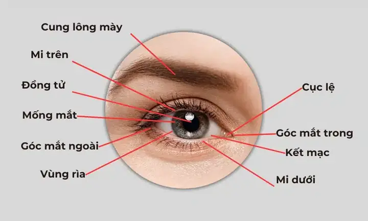 Kính Mắt Điều Chỉnh Tiêu Cự Nhập Từ Mỹ