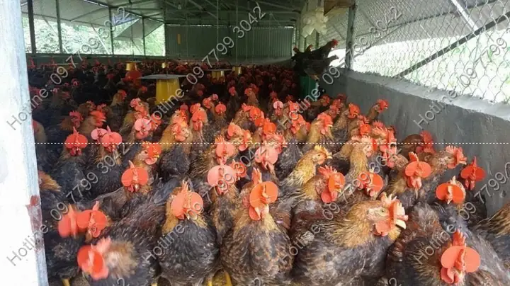 Mắt Kính Đeo Cho Gà Mắt Kính Đeo Cho Gà