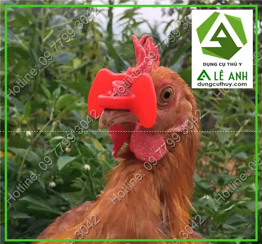 Mắt Kính Đeo Cho Gà Mắt Kính Đeo Cho Gà