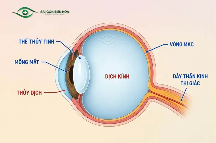 Mắt Kính Thùy Dung Biên Hòa Mắt Kính Thùy Dung Biên Hòa
